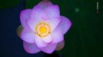 《出水芙蓉》  图文郭玉才