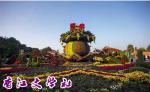 【香江文学】第736期  作者  余春林（中国广东汕头）  五律 · 菊     香江文学社