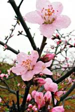 车森诗选(八)