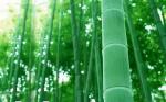 【曲式六绝四首】《菊》《竹》《梅》《荷》文／裴龙兵