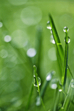 【律、绝二首】《春雨》（新韵）文／坦然（谭明轩）