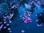 《海天诗画》名家精品诗二首  诗‖与世无争