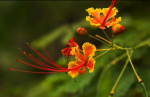 七律‖端午节来临（外二首） 广东陈皮（陈成志）京津沪头条