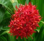 繁花似锦度夏炎