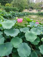 【第1278期】精选21诗人夏日杂咏诗歌-粤港澳头条
