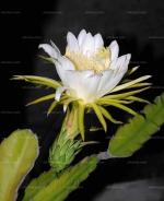 ［佳作欣赏］昙花的惊艳//文/北山虎