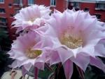 ［佳作欣赏］昙花的惊艳//文/北山虎