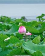 夏至    文／刘景颜