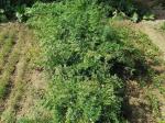 夏至整地种胡萝卜 文/周崇民
