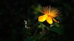 【五岳文学】夏至诗二首/郑相豪 主播：书雅