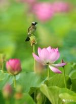 欧阳世文‖夏至
