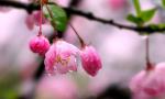 毛美凤（飞翔）引人深思《打黑除恶》｜金牌主播细细的雨｜中国桂柳之春都市文学社69期