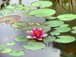 【词二首】《睡莲》《临淮（悬湖）》（新韵）文／海流（江苏）