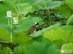 七排律.夏至遇雨文/杜云燕