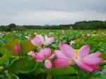 《北京头条》山村暮色夏趣/外一首/吴云钦