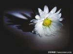 【湖南诗人怡墨清风（刘辉）先生痛‖挽姨大姐夫】（外一首）荐赏