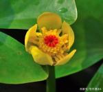 裴龙兵.五绝十首《百花集》第六集