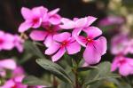 裴龙兵.五绝十首《百花集》第六集