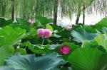 【七绝二首】《荷塘月色》《喜看家乡风景美》（新韵）文／海流（江苏）