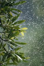 夏雨    文／刘景颜