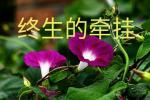 [北京头条]《等着我，我的爱人》作者/雨下罗加，主播/柔荑