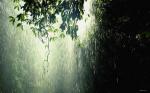 诗歌荐赏：《盛夏的雨》作者王文芹