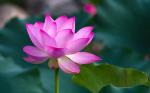 七律•芙蕖 文/张会伟