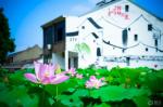 鹧鸪天《莲》（词林正韵）作者：沈克法/山东