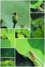 【都市头条向幸福出发编辑部】第1239期《张泽华摄影.荷花》小集