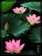请欣赏：陆海老师的诗文《蜻蜓.粉荷》