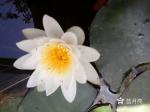 【都市头条】签约诗人蓝月亮：暗月／蓝月亮诗刊