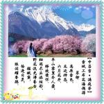 翠柳 《雪域工布花海偶得》诵/梅子