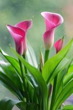 裴龙兵.五绝十首《百花集》第七集
