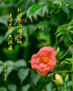 《咏凌霄花》两首、实力派诗人/丁心雨、主播/山谷幽兰。中国文学黄金诗院有声之家。
