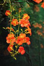 《咏凌霄花》两首、实力派诗人/丁心雨、主播/山谷幽兰。中国文学黄金诗院有声之家。