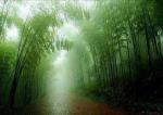 七绝·竹雨谈诗（  平水韵  ） 藏头诗  作者/周凰