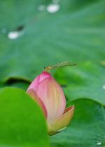 生如夏花（外二首）    文/陶征平   主播/天乐