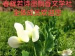 马国良老师佳篇推荐 七律二首 精英主播 喜洋洋 春辉若诗墨飘香文学社第1753期