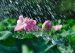 玫瑰伊人朗诵【细雨柔情】作者/王胜利
