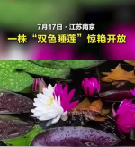 天山墨客作品七律•睡莲(夹克丰)