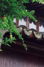 我家住在南湖边（歌词）文/姜云姣（武汉）