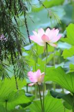七绝·荷塘风情（平水韵）文／武书尧