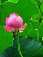 七绝·荷塘风情（平水韵）文／武书尧