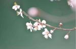 琦琦赵朗诵【我家的房后头——北河沟】作者/徐托柱