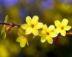王爱君卜算子系列花草雅集23首：【冰心文化传媒】主编冰心