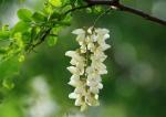 王爱君卜算子系列花草雅集23首：【冰心文化传媒】主编冰心