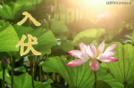 张素珍朗诵【今日数伏/解脱与智慧】作者/王胜利