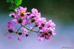 红梅诗歌文化传媒||《咏紫薇花》系列||作者：刘晓东