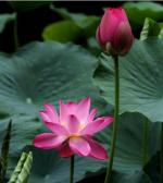 【原金荣作品】七律 红荷（新韵）主播/蝴蝶兰(1227期）
