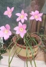 韭兰花  文/朱长清